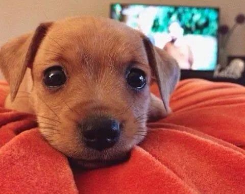 Qué bonito, como es bebito no sabe aún lo que es la vida, apretale su chuñito, eso les gusta