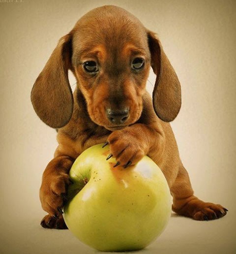 Qué tierno perrito, aunque se le ve triste, quizás sueñe con un hogar feliz. Y sus orejitas, da ganas de jalarlas no ve?