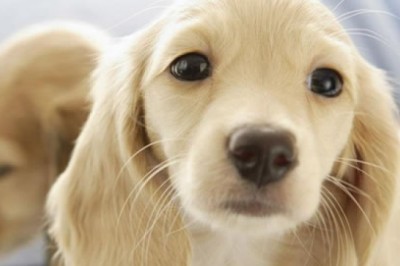 5 hermosos cachorros que te robarán el corazón